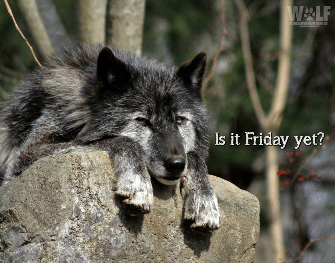 Nash - wolf Friday yet